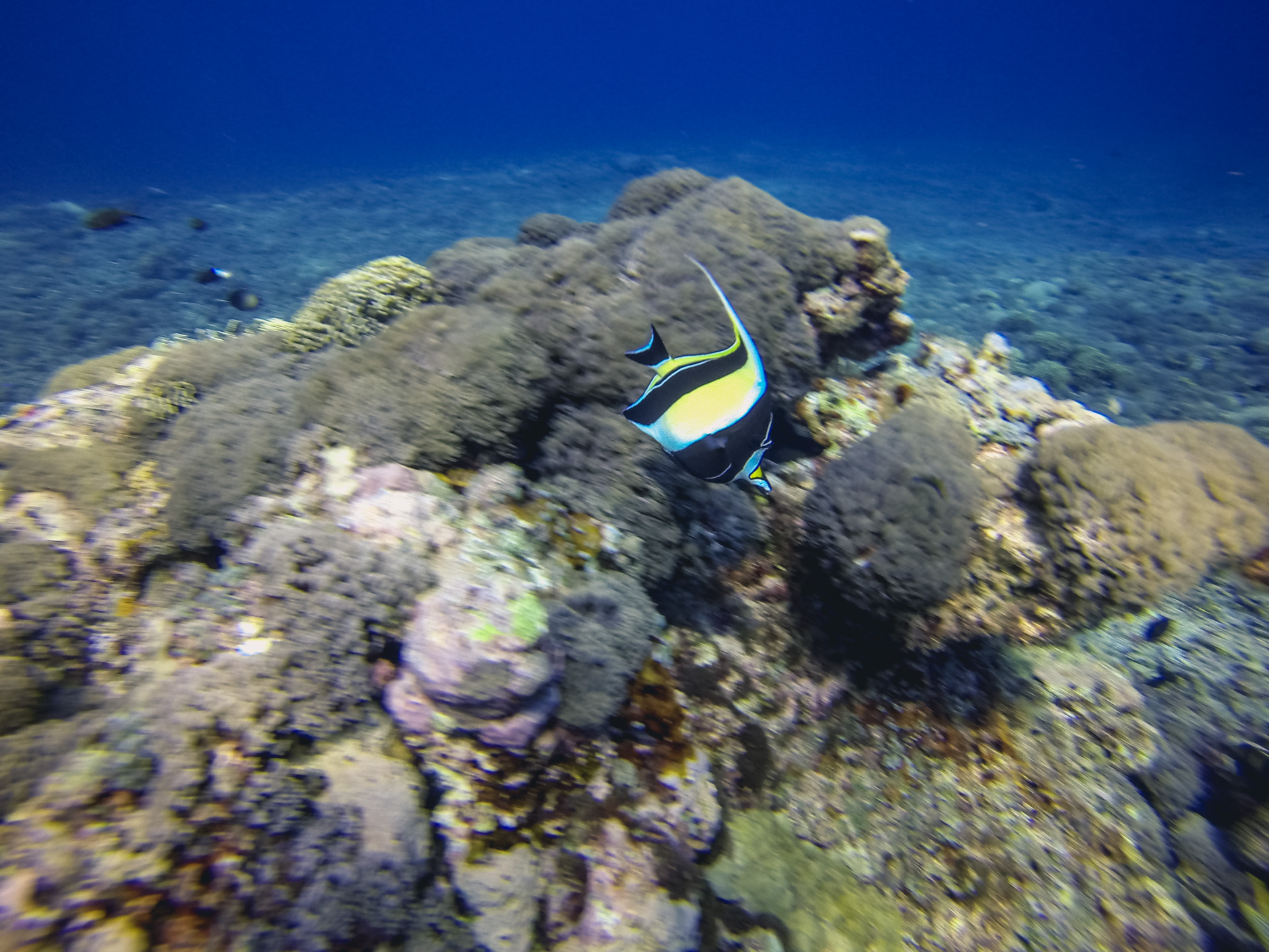 DCIM100GOPRO